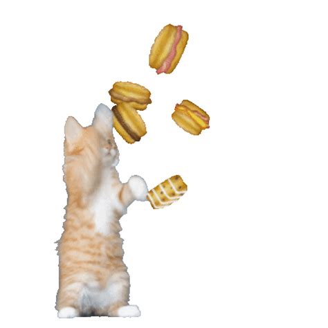 Hungry Cat Sticker for iOS & Android | GIPHY