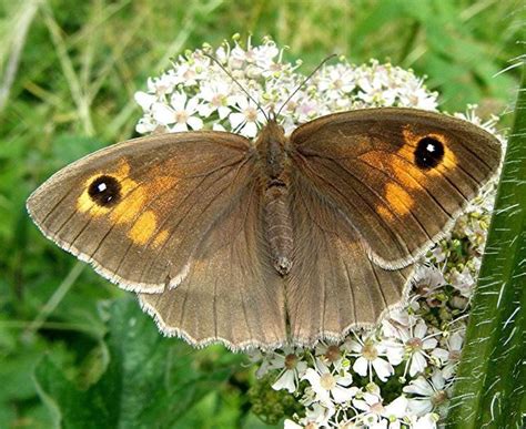 Meadow brown - Alchetron, The Free Social Encyclopedia