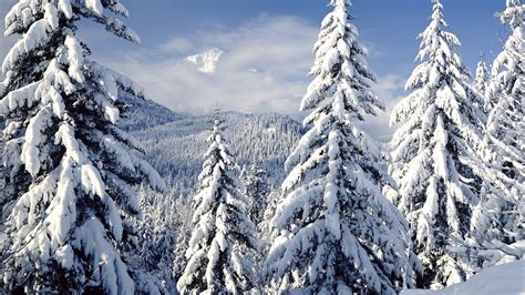 Snowy Trees Wallpapers - Top Free Snowy Trees Backgrounds - WallpaperAccess