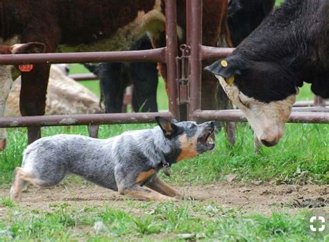 Pin by LORELEI on CATTLEMAN JOE , AUCTIONEER ️ | Austrailian cattle dog ...