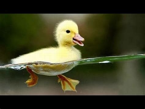 Cute Ducklings Swimming In The Pool - YouTube