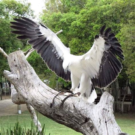 Rare albino bald eagle | Beautiful birds, Bald eagle, Animals beautiful