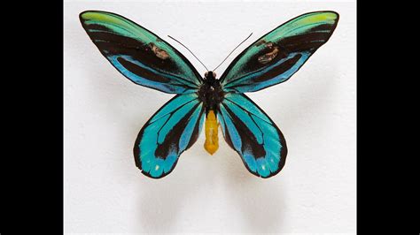 Queen Alexandra's birdwing - Alchetron, the free social encyclopedia