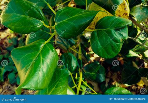 Hardy Bush Persian Ivy stock photo. Image of botany - 115360362