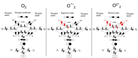 Molecular Orbital Diagram For O2 - cloudshareinfo