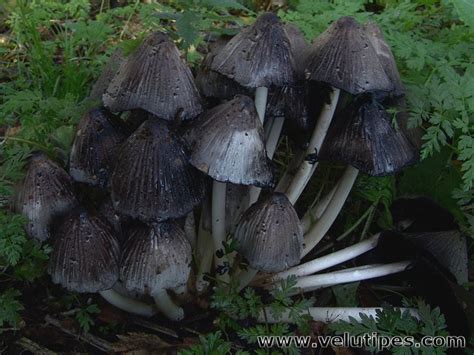 Coprinopsis atramentaria, harmaamustesieni @ Natural Fungi in Finland