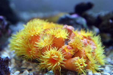 Sun Coral (Tubastrea sp.) - Hard Corals (SPS and LPS) - INDMAS - Indiana Marine Aquarium Society