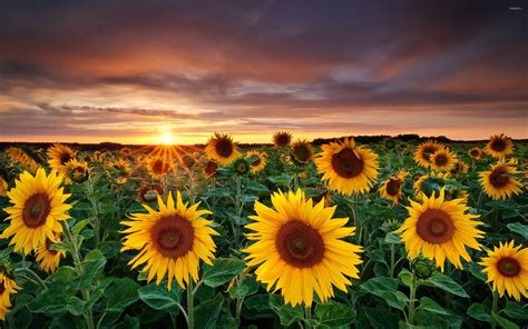 Field Of Sunflowers Wallpapers - Wallpaper Cave