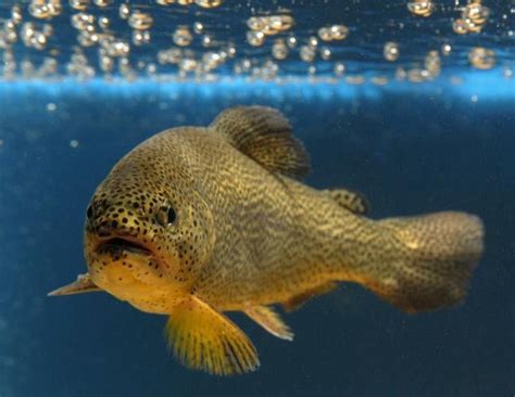 Apache trout removed from endangered species list after decades of ...