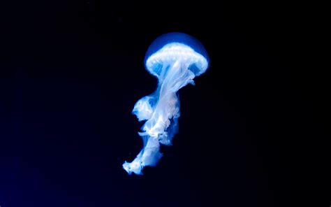 Download wallpaper 3840x2400 blue jellyfish, dark, glow 4k wallaper, 4k ultra hd 16:10 wallpaper ...