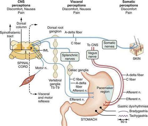 Gastric Neuromuscular Function and Neuromuscular Disorders | Clinical Gate