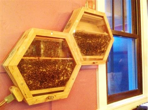 Original BEEcosystem inside the co.space home, State College, PA | Bee ...