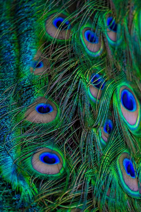 Close-Up Shot of Peacock Feathers · Free Stock Photo