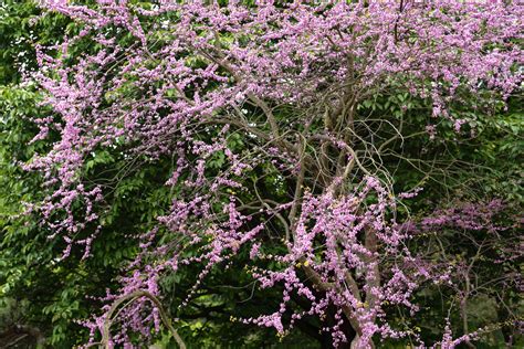 Weeping Redbud Tree: Plant Care & Growing Guide