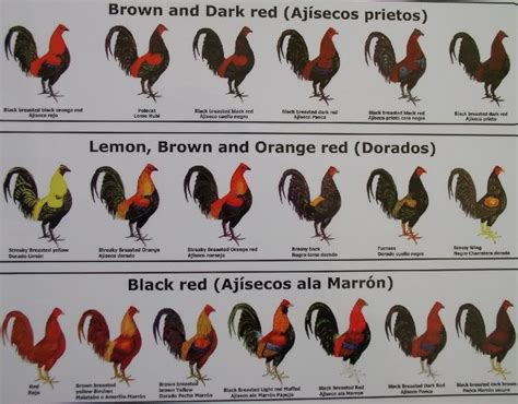 Different Breeds Of Red Chickens