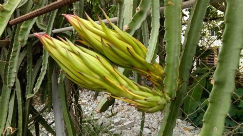 Dragon Fruit Philippines | Dragon fruit farm, Dragon fruit, Fruit