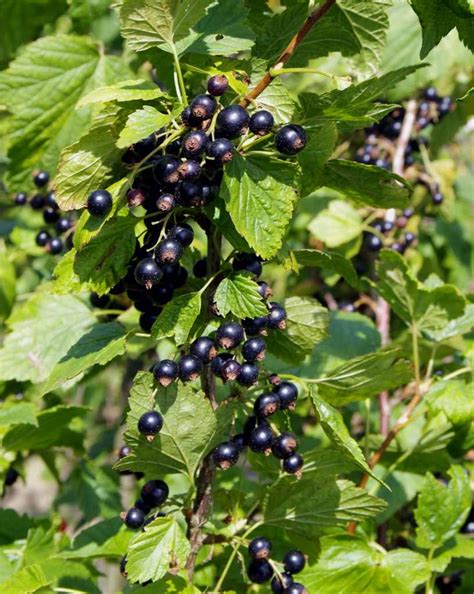 Blackcurrant - pruning, caring for and harvesting blackcurrant (+ Video)