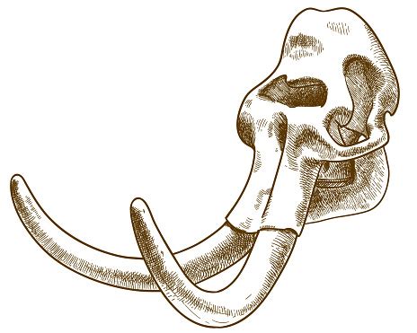 Engraving Illustration Of Mammoth Skull Stock Illustration - Download Image Now - iStock