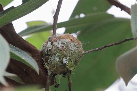 Rufous-tailed Hummingbird