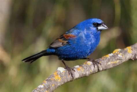 Blue Grosbeak | San Diego Bird Spot