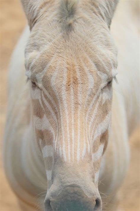 Albino Zebra | Albino animals, Rare animals, Cute animals