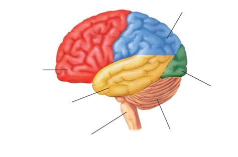 Parts Of The Brain Diagram Quiz