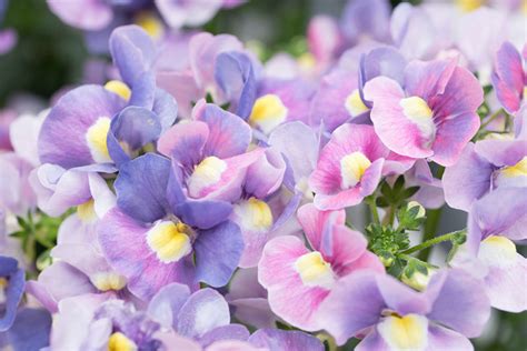 Nemesia Flower: How to Grow and Care for Nemesia - Garden Lovers Club