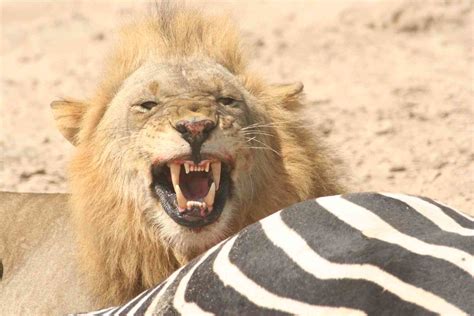 Lion Eating Zebra | Travel T.V. | Flickr