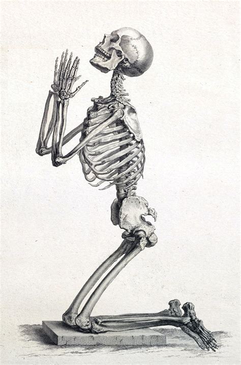 Human Skeleton Print Anatomy Skeleton Picture Medical Art - Etsy | Human anatomy art, Anatomy ...