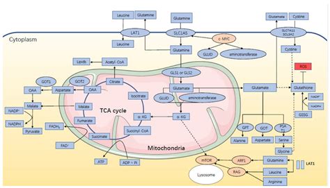 IJMS | Free Full-Text | Hormone-Glutamine Metabolism: A Critical Regulatory Axis in Endocrine ...