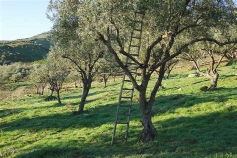 Pruning Olive Trees - Harvest to Table