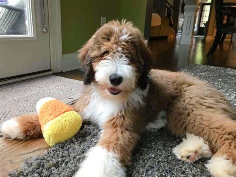 Premier Bernedoodles Breeders | Best Bernedoodle Breeder South Carolina