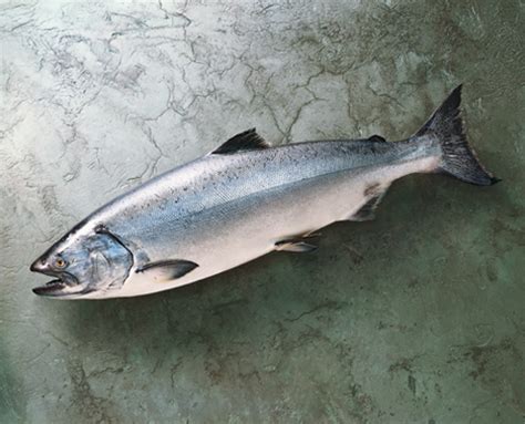 WILD ALASKA SALMON | Products