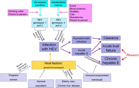 Viruses | Free Full-Text | Acute Hepatitis E: Two Sides of the Same Coin