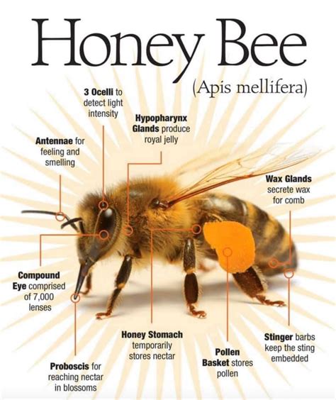 Honey Bee Anatomy | Honey bee facts, Bee, Bee anatomy