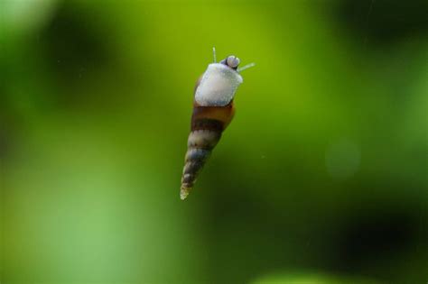 How to remove aquarium snails with Genchem No Planaria - Review - Silentwisher Entertainment