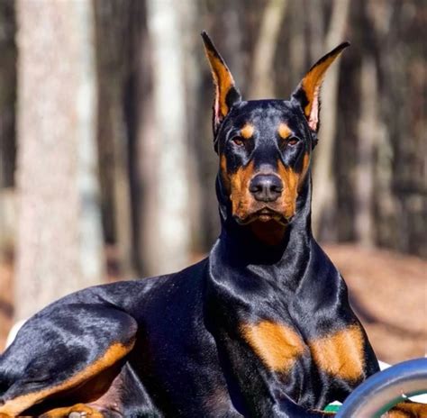 Doberman Sans Queue Et Oreilles Coupees | AUTOMASITES