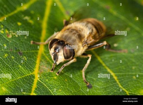 Drone fly insect hi-res stock photography and images - Alamy