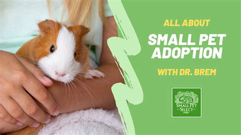 Small Pet Adoption | Small Pet Select Blogs | Small Pet Select