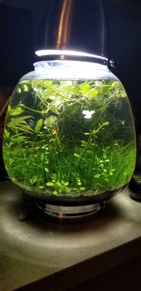 My first nano shrimp tank : shrimptank