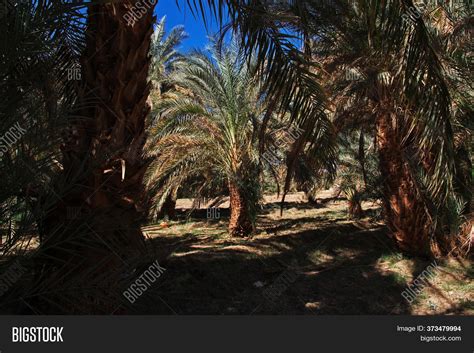 Oasis Sahara Desert, Image & Photo (Free Trial) | Bigstock