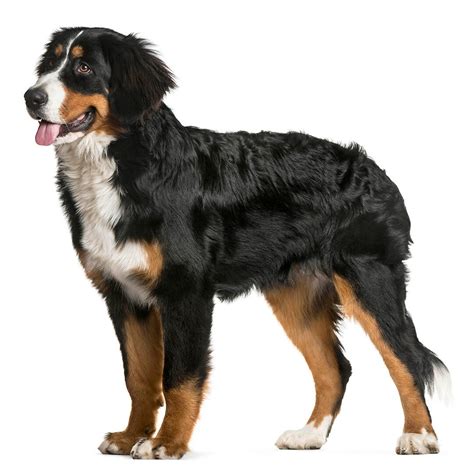 Are Bernese Mountain Dogs Right Dogs