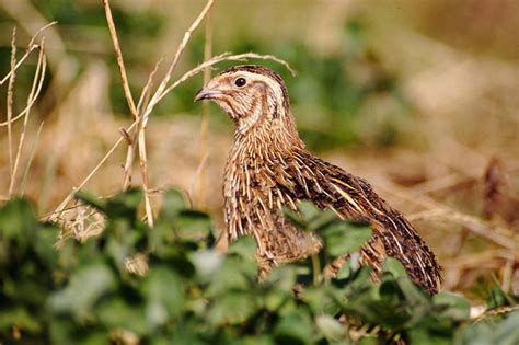 Common Quail | Bird Identification Guide | Bird Spot