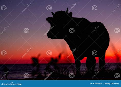 Silhouette of Cow on Sunset Background. Cow Standing at a Beautiful Sunset. Place for Text or ...