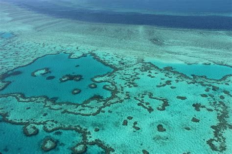 Scientists send coral reef plea to Australia - The Archaeology News Network