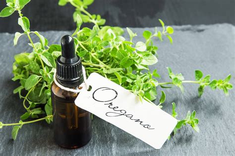 Homemade Oil of Oregano and Tincture Recipes - My Mystic Mama