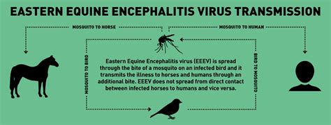 Eastern Equine Encephalitis Virus