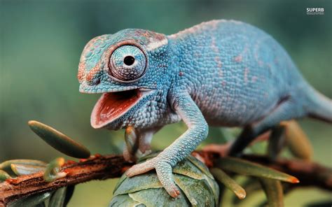 Cute Chameleon wallpaper | 1680x1050 | #12409