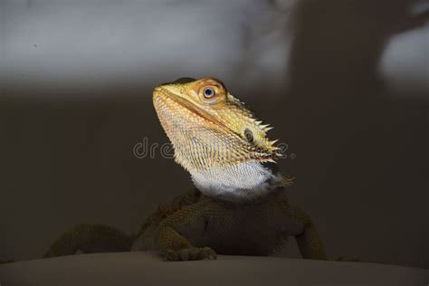 Agamidae a Species of Iguanian Lizards Stock Photo - Image of iguana, form: 259791942