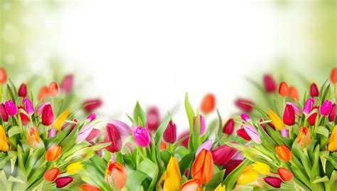 Flowers wallpapers and backgrounds